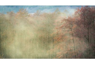 Bloom-at-a-forest-massive-pollen-spread-by-the-wind-causing-allergies