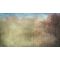 Bloom-at-a-forest-massive-pollen-spread-by-the-wind-causing-allergies