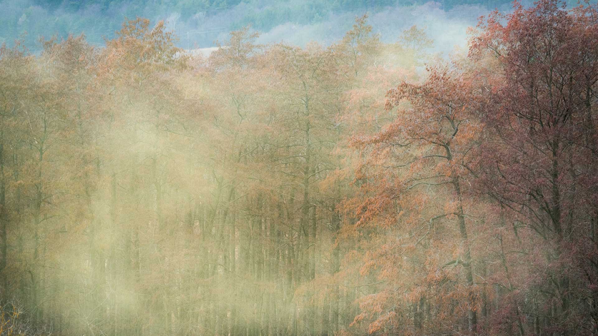 Bloom-at-a-forest-massive-pollen-spread-by-the-wind-causing-allergies Bloom-at-a-forest-massive-pollen-spread-by-the-wind-causing-allergies